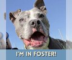 Small #2 Staffordshire Bull Terrier