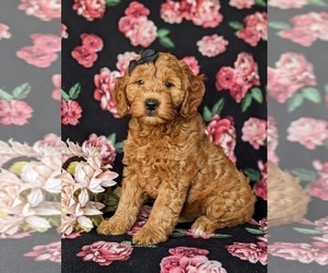 Goldendoodle (Miniature) Puppy for sale in CHRISTIANA, PA, USA