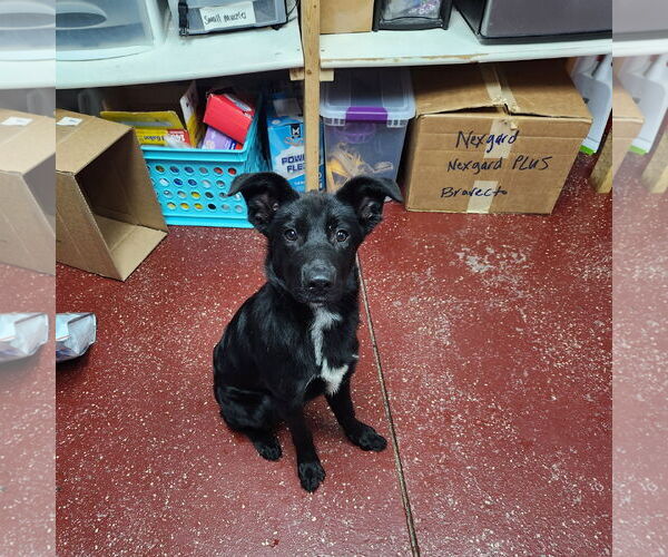 Medium Photo #2 Border Collie-Unknown Mix Puppy For Sale in Fargo, ND, USA