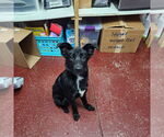 Small #1 Border Collie Mix
