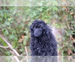 Small #1 Poodle (Toy)