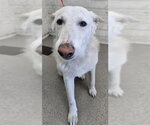 CASPER - Male Siberian Husky-Unknown Mix Dog for Adoption - Small photo