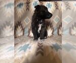 Small Photo #16 Alusky-Dutch Shepherd Dog Mix Puppy For Sale in VINTONDALE, PA, USA