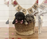 Small Photo #2 Aussiedoodle Miniature  Puppy For Sale in CENTRALIA, IL, USA