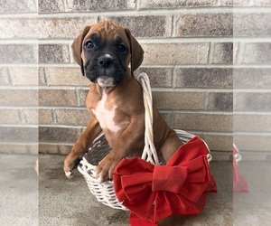 Boxer Puppy for sale in MIDDLEBURY, IN, USA