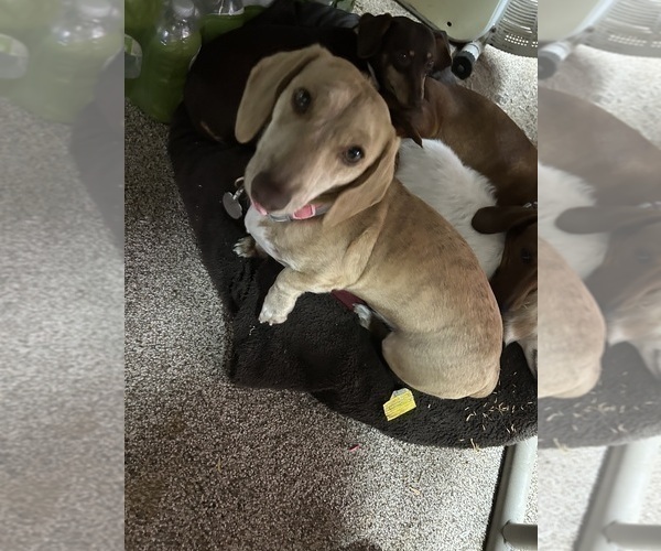 Medium Photo #1 Dachshund Puppy For Sale in ASHLAND, NE, USA