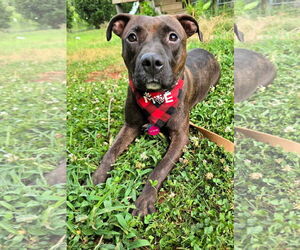 Mutt Dogs for adoption in Shelburne, VT, USA