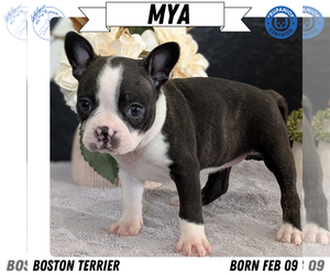 Medium Boston Terrier