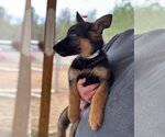 Small Photo #2 German Shepherd Dog-Unknown Mix Puppy For Sale in MECHANICSBURG, PA, USA