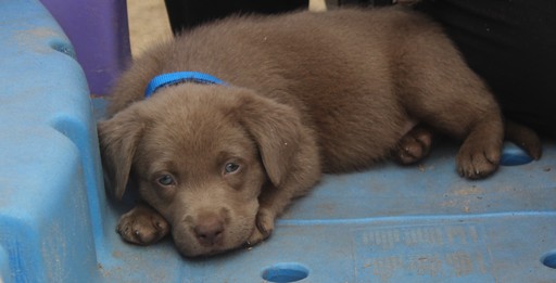 Medium Photo #1 Labrador Retriever Puppy For Sale in SOPERTON, GA, USA