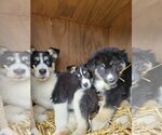 Small German Shepherd Dog-Huskies  Mix