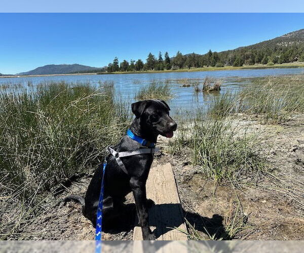 Medium Photo #3 Labrador Retriever-Unknown Mix Puppy For Sale in Woodland Hills, CA, USA