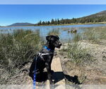 Small #2 Labrador Retriever Mix