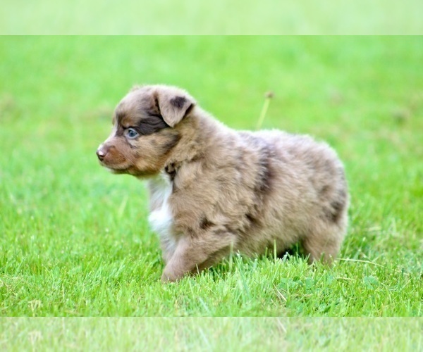Medium Photo #14 Australian Shepherd Puppy For Sale in NEWTON FALLS, OH, USA