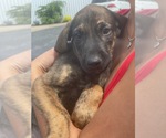 Puppy 7 Doberman Pinscher-Irish Wolfhound Mix