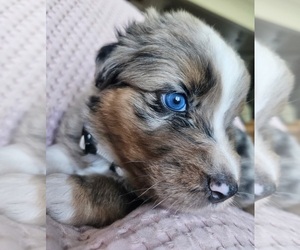 Australian Shepherd Puppy for sale in CHERRY VALLEY, CA, USA