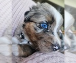 Image preview for Ad Listing. Nickname: Litter of 9