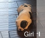 Small Photo #17 American Bulldog Puppy For Sale in OXNARD, CA, USA