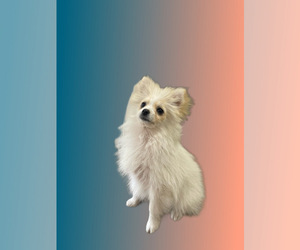 Pomeranian Puppy for sale in VALLEJO, CA, USA