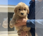Small #4 Golden Retriever