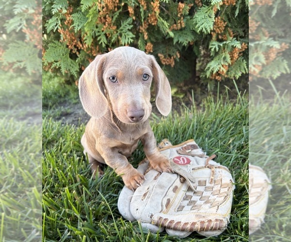 Medium Photo #4 Dachshund Puppy For Sale in MIDDLEBURY, IN, USA
