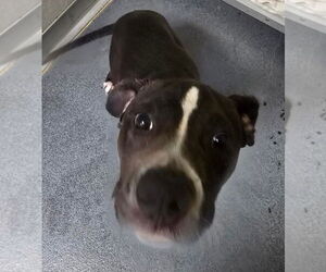 American Pit Bull Terrier Dogs for adoption in Glen Allen, VA, USA