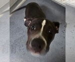 Small American Pit Bull Terrier