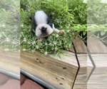 Small #1 Boston Terrier