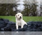 Small Photo #1 Goldendoodle Puppy For Sale in COLONIAL HEIGHTS, TN, USA