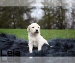 Small Goldendoodle