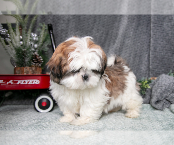 Medium Photo #3 Shih Tzu Puppy For Sale in CLARE, MI, USA