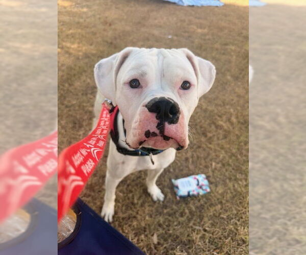 Medium Photo #7 Boxer Puppy For Sale in Austin, TX, USA
