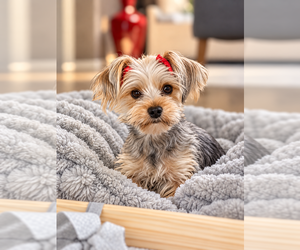 Mother of the Yorkshire Terrier puppies born on 08/21/2026