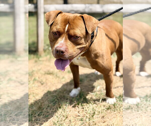 Medium Photo #2 Mutt Puppy For Sale in Manahawkin, NJ, USA