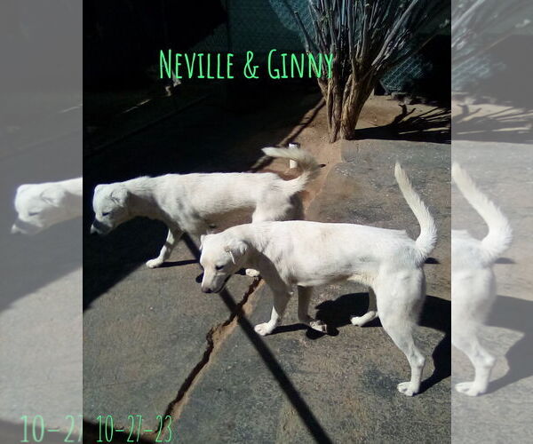 Medium Photo #6 Mutt Puppy For Sale in Apple Valley, CA, USA