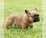Small #3 French Bulldog