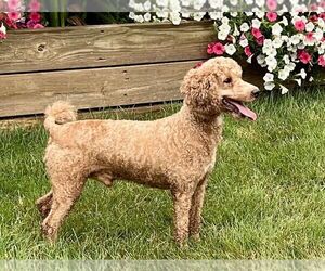 Father of the Goldendoodle (Miniature) puppies born on 02/15/2024