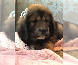 Tibetan Mastiff Puppy for sale in LAWSON, MO, USA