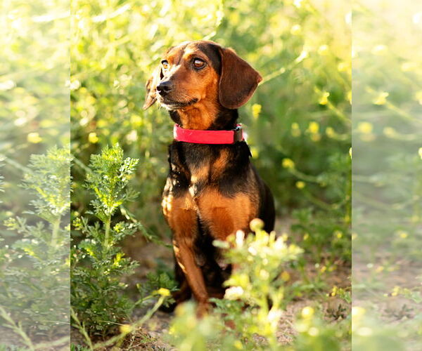 Medium Photo #9 Dachshund Puppy For Sale in Corona, CA, USA
