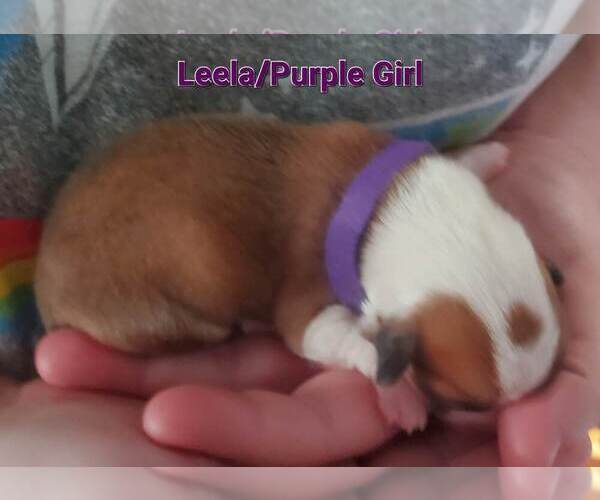 Medium Photo #13 Pembroke Welsh Corgi Puppy For Sale in KINGMAN, AZ, USA