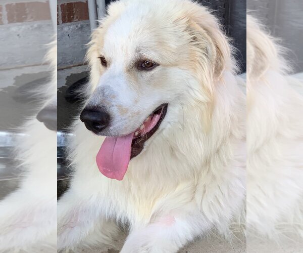 Medium Photo #3 Great Pyrenees Puppy For Sale in Spring, TX, USA