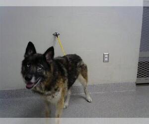 German Shepherd Dog Dogs for adoption in Pasadena, TX, USA