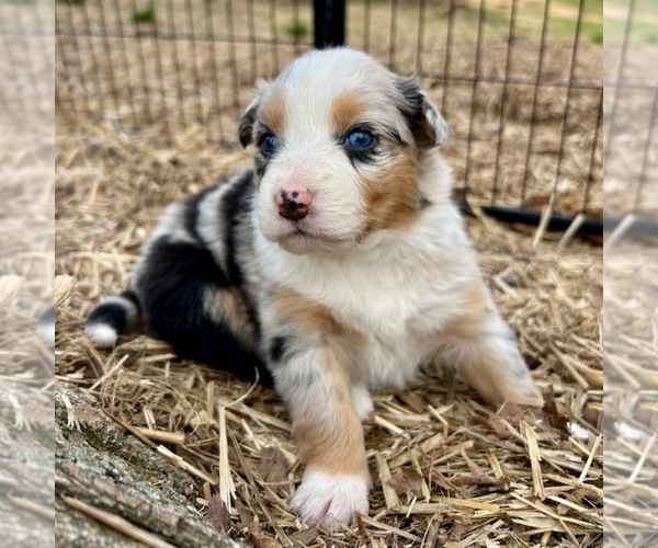 Medium Photo #42 Australian Shepherd Puppy For Sale in SMITHS GROVE, KY, USA