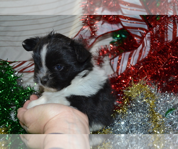 Medium Photo #2 Shiranian Puppy For Sale in GREENWOOD, WI, USA
