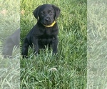 Small Photo #27 Labrador Retriever Puppy For Sale in GLADSTONE, VA, USA
