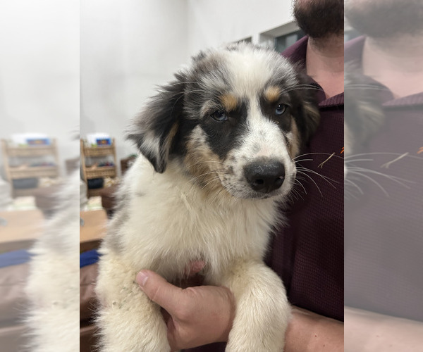 Medium Photo #1 Australian Shepherd Puppy For Sale in TYLER, TX, USA