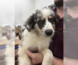 Australian Shepherd Puppy for sale in TYLER, TX, USA