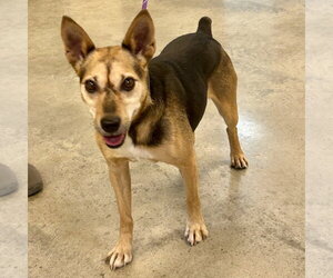 Raggle Dogs for adoption in Batavia, OH, USA