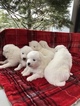 Small Photo #8 Samoyed Puppy For Sale in ROCHESTER, NY, USA