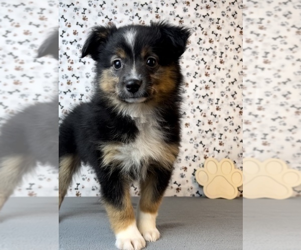 Medium Photo #1 Miniature Australian Shepherd Puppy For Sale in FRANKLIN, IN, USA